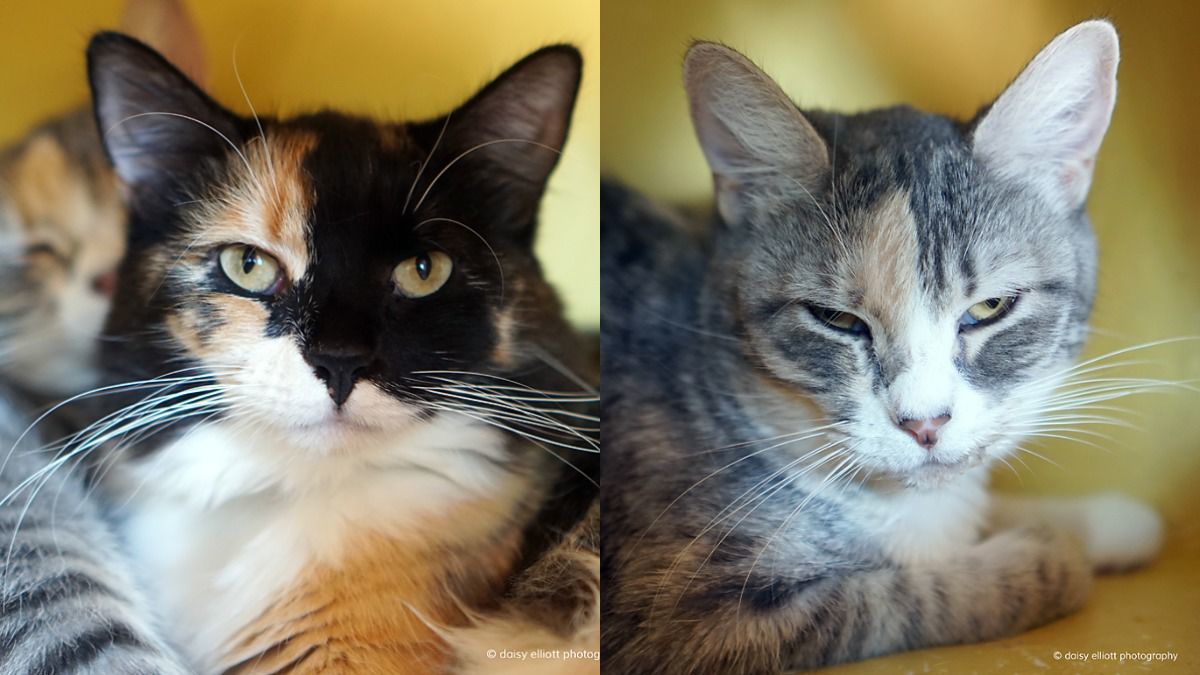 Adopt a friend: Monarch and Dot